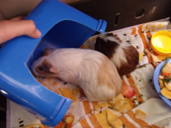 Two guinea pigs