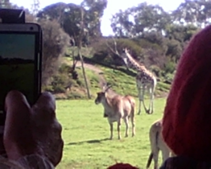 Taking photos at Werribee