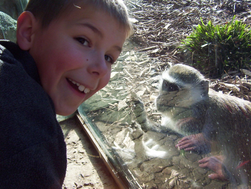 Monkeys